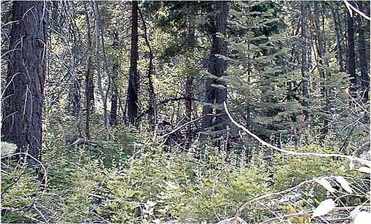 Fire suppression and the lack of forest thinning have led to dense, overgrown forests throughout the Sierra Nevada and Lake Tahoe Basin.