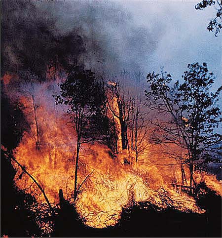 Wildfires appear to mobilize nutrients, which may then run off during rainfall. However, periodic burning helps to reduce nutrient levels in unnaturally heavy deposits of organic materials on the forest floor, thereby improving water quality in the long term.