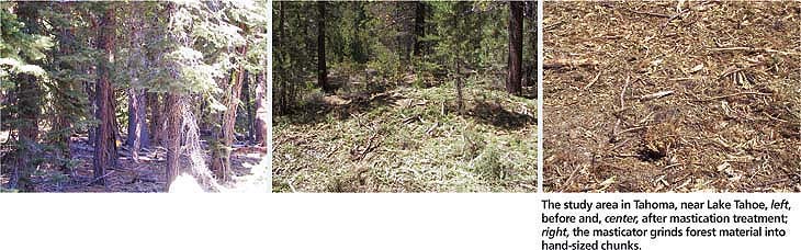 The study area in Tahoma, near Lake Tahoe, left, before and, center, after mastication treatment; right, the masticator grinds forest material into hand-sized chunks.