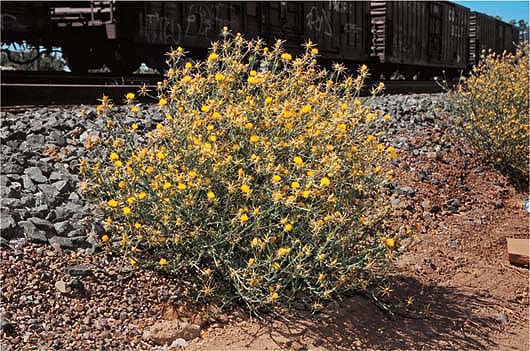 Human activity, such as the use of automobiles and agricultural equipment, is the primary means of dispersal for yellow starthistle seeds. While nontoxic to most animals, it causes neurological diseases in horses. High densities crowd out native vegetation, discourage grazing and annoy hikers.