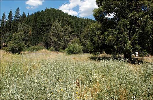 Prior to 1960, yellow starthistle's rate of spread through California was about 13,500 acres annually; between 1965 and 2002 the rate escalated to more than 334,000 acres annually. Above, tall yellow starthistle plants in a pasture near Quincy.