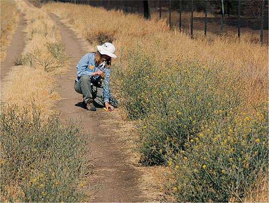A statewide township survey conducted in 2002 identified more than 14 million gross acres infested with yellow starthistle, nearly double the level of a 1985 survey. Above, U.S. Department of Agriculture scientist Sharon Anderson collects leaf samples along an infested trail in Fresno County.