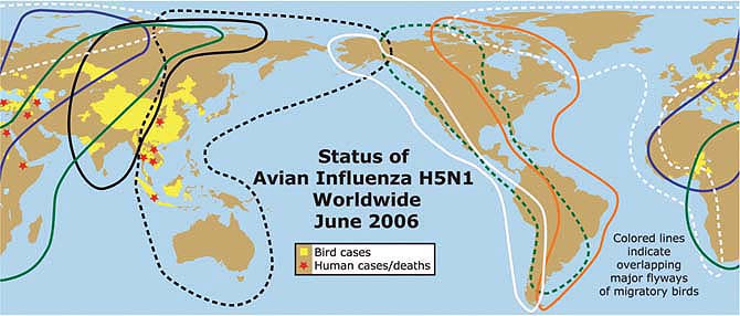 The current outbreak of avian flu H5N1 began in Asia in 2003 and has spread west and south, infecting people in 10 countries. Sources: avian influenza outbreaks: WHO, OIE, FAO and government sources; flyways: Wetlands International.