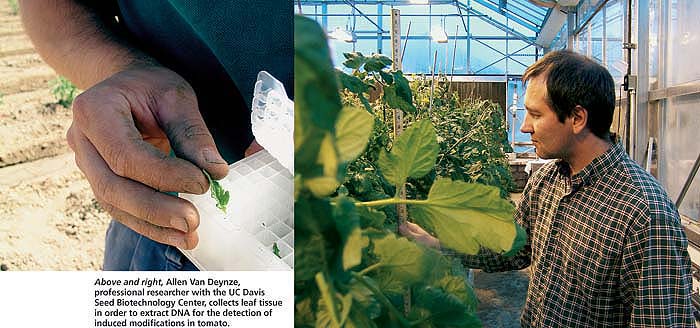 Above and right, Allen Van Deynze, professional researcher with the UC Davis Seed Biotechnology Center, collects leaf tissue in order to extract DNA for the detection of induced modifications in tomato.