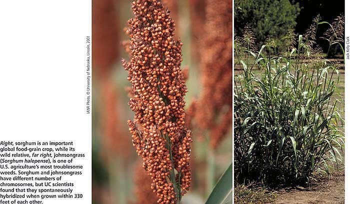 Right, sorghum is an important global food-grain crop, while its wild relative, far right, johnsongrass (Sorghum halepense), is one of U.S. agriculture's most troublesome weeds. Sorghum and johnsongrass have different numbers of chromosomes, but UC scientists found that they spontaneously hybridized when grown within 330 feet of each other.