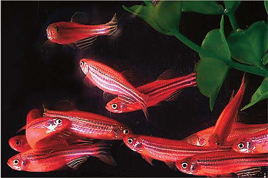 GloFish, a zebra danio that produce a red fluorescent protein, are the only transgenic fish that are commercially available in the United States. However, these aquarium fish are not available in California, which requires permits for the possession of genetically engineered fish.