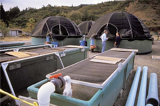 Above, endangered native (nontransgenic) coho salmon are reared for a restoration effort at the Don Clausen Warm Springs Hatchery near the Russian River in Northern California. California regulations prohibit the importation or rearing of transgenic fish without a permit, in part due to concerns about risks to native fish populations.