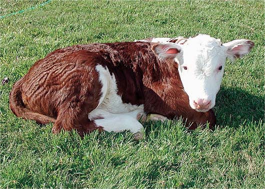 Rosie, born May 2002, was the first clone to be released from the UC Davis Veterinary Medicine Teaching Hospital. She died unexpectedly of a bacterial septicemia at 2 years of age. While it is unclear why Rosie became ill, there are some reports in the scientific literature of the premature death of cloned cattle.