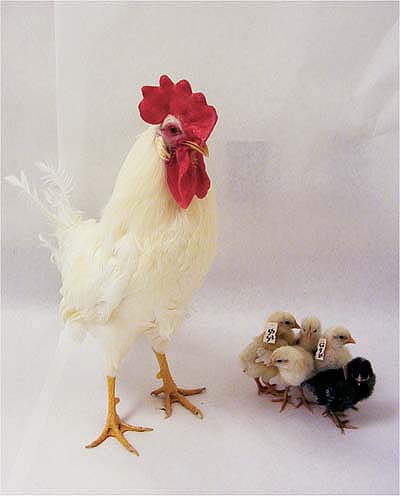 Scientists with UC Davis and Origen Therapeutics of Burlingame, Calif., have developed a system that uses primordial germ cells (PGCs) to pass on introduced traits to the next generation. The black chick among the white rooster's progeny shows that the injected PGCs successfully developed into sperm and that its genotype was passed on.