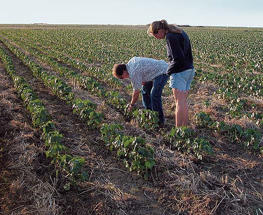 William Horwath, UC Davis professor of land, air and water resources, and Jessica Veenstra, graduate student at Iowa State University, examine cotton plants for a 4-year study of the effects of conservation tillage — with and without cover crops — on soil quality.