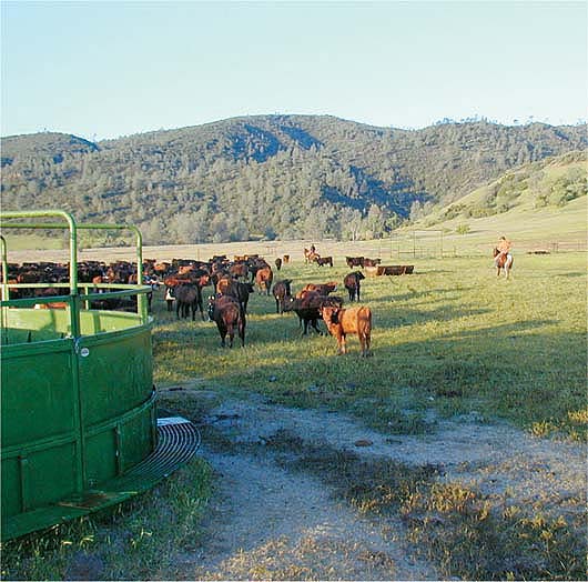 Western cattle ranchers have long suspected that they receive lower prices than ranchers located closer to Midwestern feedlots. The study showed that higher transportation costs accounted for much of this discrepancy. Above, a herd at the UC Sierra Foothill Research and Extension Center.