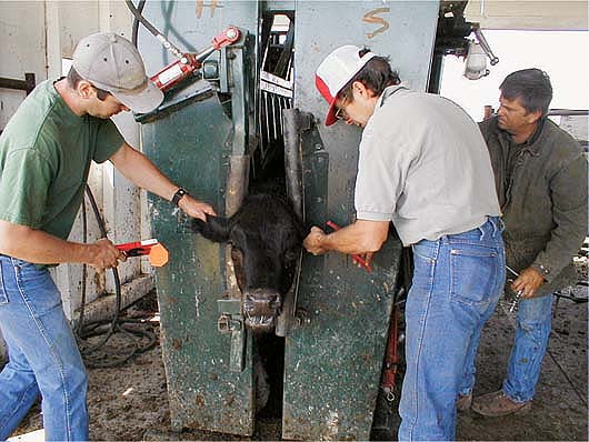 UC researchers (left to right) Morgan Doran, Larry Forero and John Cronin demonstrate how weaned calves are processed under a Quality Assurance Program. Such “value-added” calves often receive higher prices.