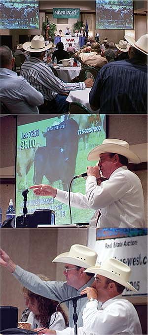 Data from Western Video market, based in Cottonwood, Calif., was used to analyze cattle market prices across the West. Auctions are conducted by satellite most months of the year.