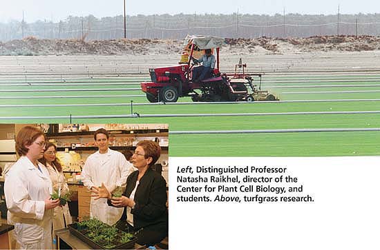 Left, Distinguished Professor Natasha Raikhel, director of the Center for Plant Cell Ciology, and students. Above, turfgrass research.