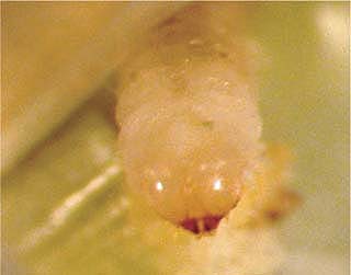 An Angoumois grain moth larva emerges from a rice kernel. In laboratory experiments, RF processing achieved 100% disinfestation of the moth with no effects on rice quality.