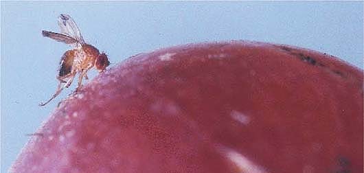 Ultra-short pulses of RF power were used to treat adult flies on the surface of a ‘Red Flame’ seedless grape berry. No heating effects were detected in the grape, but microscopic observations indicated acute dryness and charring of the fly's integument, wing ruptures and deformed abdomens, all effects related to rapid heating.