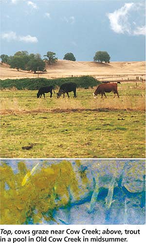 Top, cows graze near Cow Creek; above, trout in a pool in Old Cow Creek in midsummer.