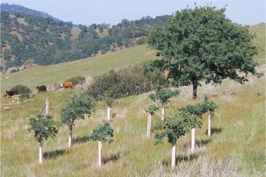 Simple protections, such as fencing and plastic treeshelters (shown at the UC Sierra Foothill Research and Extension Center), can improve the survival of oak seedlings in areas heavily grazed by cattle and deer.