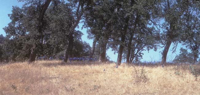 Oak seedlings often must compete with dense annual grasses for moisture and nutrients, while rodents and livestock browse on them. A long-term study in Kern County assessed the growth rates and mortality of blue oak seedlings (flagged).