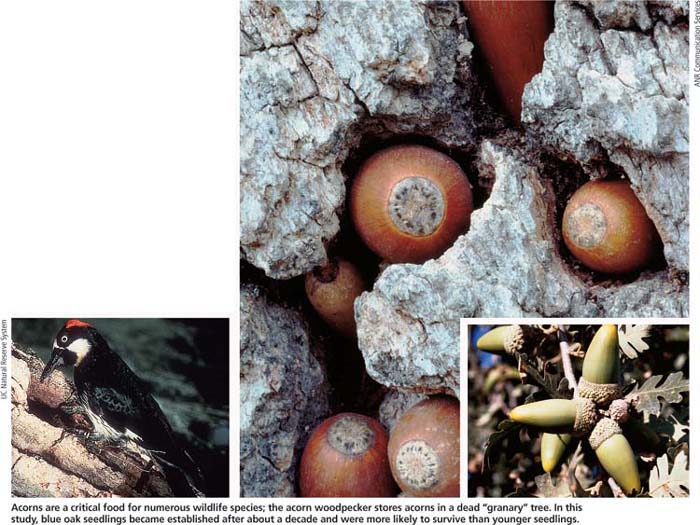 Acorns are a critical food for numerous wildlife species; the acorn woodpecker stores acorns in a dead “granary” tree. In this study, blue oak seedlings became established after about a decade and were more likely to survive than younger seedlings.