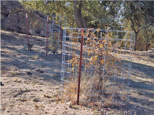 Blue oak, a California native tree, grows extremely slowly, and young seedlings are particularly vulnerable to livestock grazing. Simple fencing exclosures help to protect seedlings and increase the growth of individual trees.