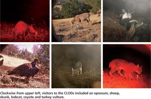 Clockwise from upper left, visitors to the CLODs included an opossum, sheep, skunk, bobcat, coyote and turkey vulture.