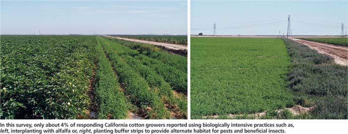 In this survey, only about 4% of responding California cotton growers reported using biologically intensive practices such as, left, interplanting with alfalfa or, right, planting buffer strips to provide alternate habitat for pests and beneficial insects.