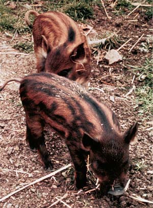 Following the September 2006 outbreak of foodborne illness linked to E. coli O157:H7 in fresh spinach, state health investigators speculated that wild pigs may have transported the pathogen from infected cattle into fields.