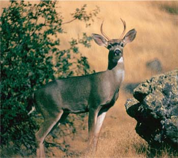 Oak woodlands provide critical habitat for California native species, including 2,000 plants, 5,000 insects, 160 birds and 80 mammals. Above, a mule deer feeds on seedlings and other plants.