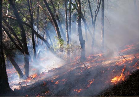 A controlled fire in Humboldt County helps remove contaminated leaf litter.