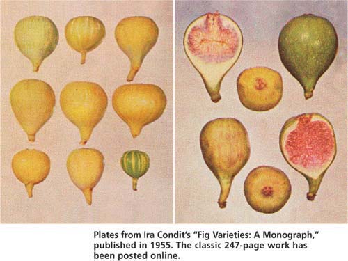Plates from Ira Condit's “Fig Varieties: A Monograph,” published in 1955. The classic 247-page work has been posted online.