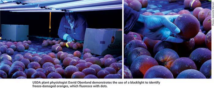 USDA plant physiologist David Obenland demonstrates the use of a blacklight to identify freeze-damaged oranges, which fluoresce with dots.