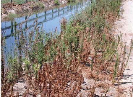 Seeds for this study were collected from horseweed plants that had survived glyphosate applications along a canal bank in Dinuba, Tulare County.