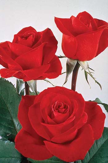 California nurseries produce two-thirds of the cut roses grown in the United States, with a wholesale value of $45 million. Pest control options have been limited in the past, resulting in the heavy use of pesticides and increasing resistance in important pests such as western flower thrips and twospotted spider mites.