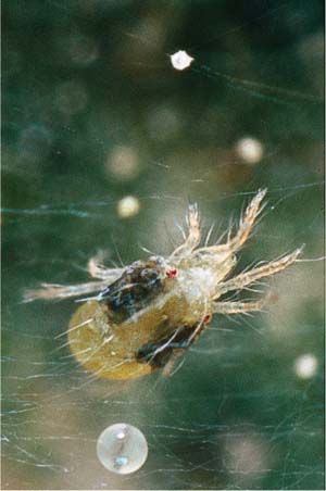 The twospotted spider mite feeds on foliage, disrupting photosynthesis and water usage.