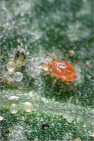 Phytoseiulus persimilis eats twospotted spider mite eggs, acting as a biological control.