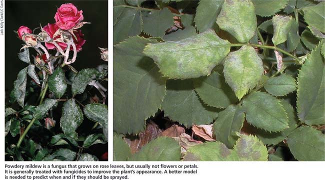 Powdery mildew is a fungus that grows on rose leaves, but usually not flowers or petals. It is generally treated with fungicides to improve the plant's appearance. A better model is needed to predict when and if they should be sprayed.