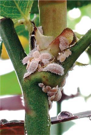 Citrus mealybug became a pest at two study sites after broad-spectrum pesticide spraying ceased. This is generally a problem only where roses are grown adjacent to other flowers that serve as mealybug hosts.