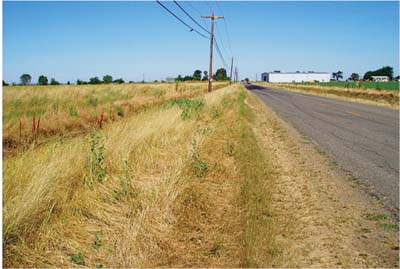 The road edge of heavily traveled site 4 (looking east) is bare (bottom right to center). A dense strip of stunted, invasive annual grasses (Italian ryegrass and foxtail barley) occurs to the left of the road edge on the shoulder (bottom center to center). A strip of the native perennial purple needlegrass occurs on the much-less-disturbed backslope (bottom left to center).