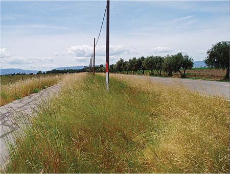 Relatively undisturbed site 9 (looking west) is bordered by a bike path (left) and road (right). Dense strips of the native perennial purple needlegrass (straw-colored inflorescences) are on the backslope (left) and shoulder (right of the phone poles), and a dense strip of the surrounding native perennial creeping wildrye (dark green) is in the swale (surrounding the phone poles).