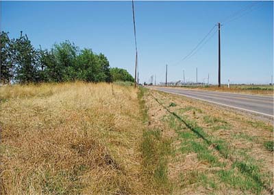 Vegetation cover on the road edge and shoulder (bottom right to center) of site 3 (looking north) is low. Low mowing on the shoulder has resulted in a monoculture stand of Bermuda grass (Cynodon dactylon), an invasive perennial. The narrow swale (bottom center to center) is dominated by Italian ryegrass, an invasive annual. Vegetation on the backslope (bottom left to center) is dominated by the native perennial purple needlegrass, with some invasive annual common vetch.