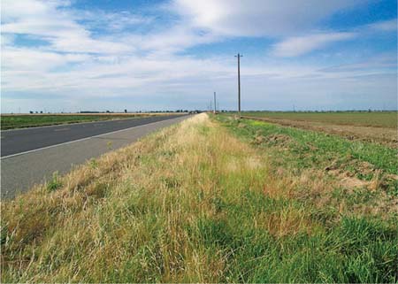 A dense strip of invasive species dominates the road edge (bottom left to center) of site 5 (looking north). The shoulder (bottom center to center) contains the native perennial purple needlegrass intermixed with Italian ryegrass and soft chess, invasive annual species. The swale and backslope (bottom right to center) have been disked (far right). The swale is periodically inundated by irrigation runoff in summer. Heavy disturbance in the swale and backslope has resulted in dominance by the invasives field bindweed, summer mustard (Hirschfeldia incanna) and wild radish (Raphanus sativus).