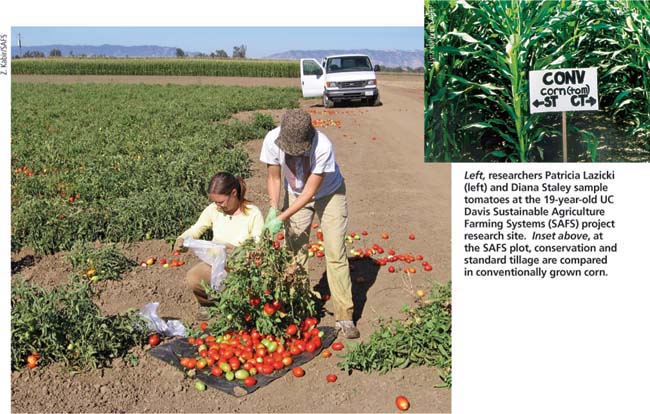 Left, researchers Patricia Lazicki (left) and Diana Staley sample tomatoes at the 19-year-old UC Davis Sustainable Agriculture Farming Systems (SAFS) project research site. Inset above, at the SAFS plot, conservation and standard tillage are compared in conventionally grown corn.