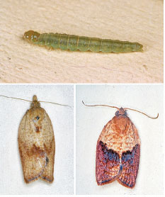 Top, larva of the light brown apple moth; bottom left, the female, and right, male moths. Adults are about three-quarter-inch long.