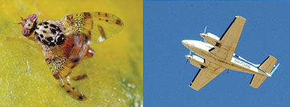 Left, the Mediterranean fruit fly is smaller than a housefly. Right, In mid-September, CDFA began aerial releases of millions of sterile male Medflies in and around Dixon.