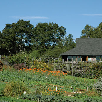 Researchers working at the UC Santa Cruz farm (shown) and Alan Chadwick Garden helped to pioneer organic and sustainable growing methods. The Center for Agroecology and Sustainable Food Systems (CASFS) celebrated the garden's 40th anniversary this summer.