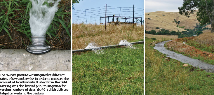 The 12-acre pasture was irrigated at different rates above and center, in order to measure the amount of fecal bacteria flushed from the field. Grazing was also limited prior to irrigation for varying numbers of days. Right, a ditch delivers irrigation water to the pasture.