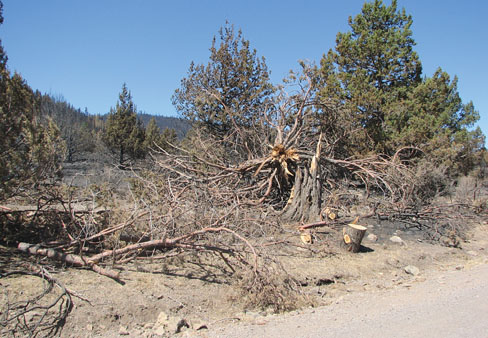 Numerous juniper removal projects have been implemented in the Klamath River Basin, including by cutting and prescribed burning.