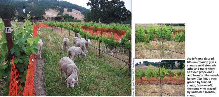 Far left, one dose of lithium chloride gives sheep a mild stomach ache and trains them to avoid grapevines and focus on the weeds below. Top left, a vine grazed by trained sheep; bottom left, the same vine grazed by untrained (control) sheep.