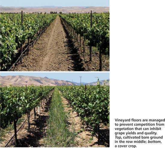 Vineyard floors are managed to prevent competition from vegetation that can inhibit grape yields and quality. Top, cultivated bare ground in the row middle; bottom, a cover crop.